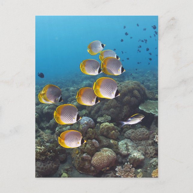 Carte Postale Bali, Indonésie (Devant)