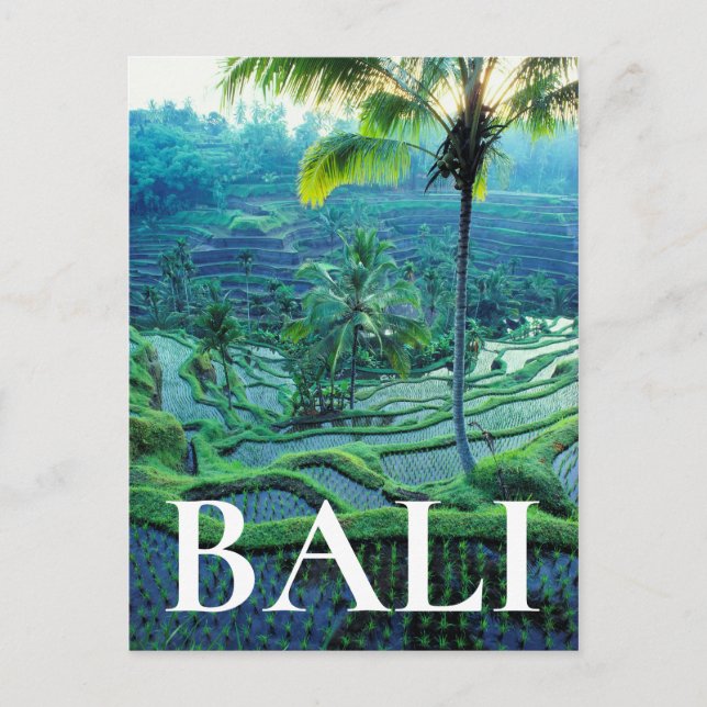 Carte Postale Bali | Vue d'ensemble des rizières (Devant)