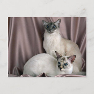 Carte Postale Balinais, point de table bleu et point de tortie d