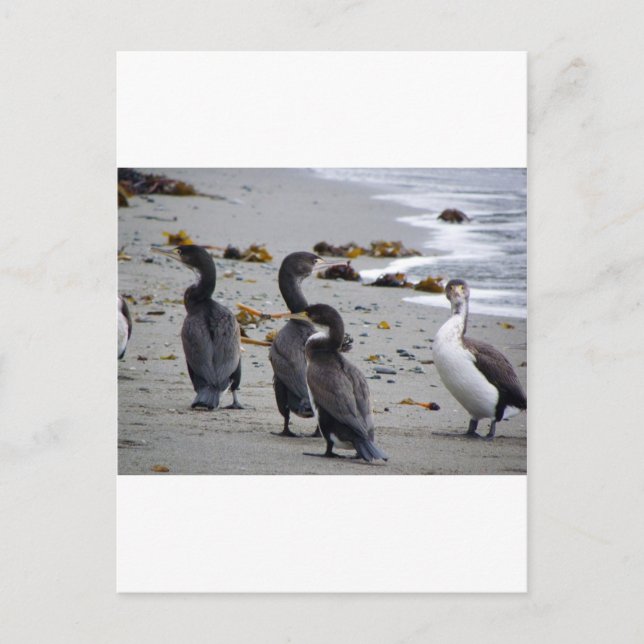 Carte Postale Balises (Devant)