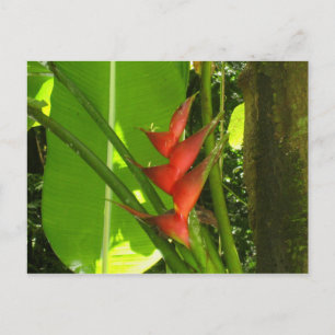 Carte Postale Balisier (Fleur) - Martinique, F.W.I.