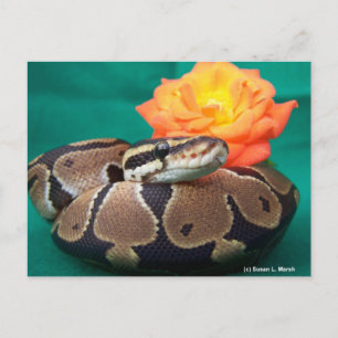 Carte Postale Ball Python, arrière - plan vert, rose orange