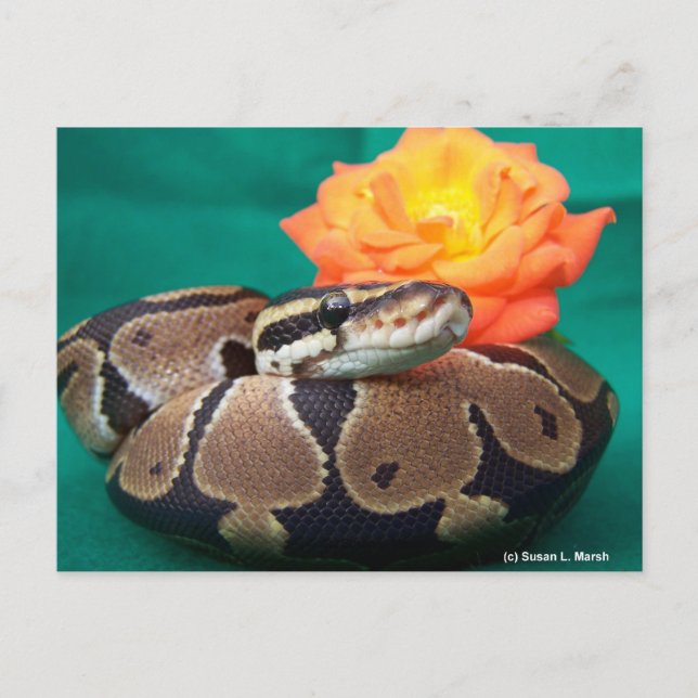 Carte Postale Ball Python, arrière - plan vert, rose orange (Devant)