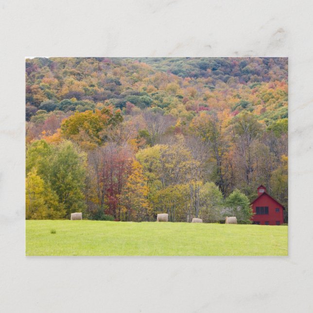 Carte Postale Balles de foin et feuillage d'automne, dans une fe (Devant)
