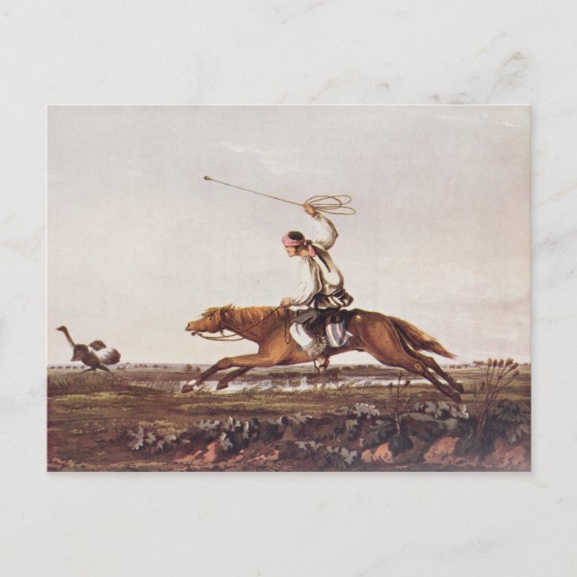 Carte Postale Balling Ostriches (Devant)