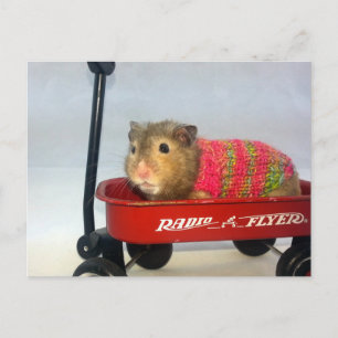 Carte Postale Baloo se lance dans un tour de Wagon