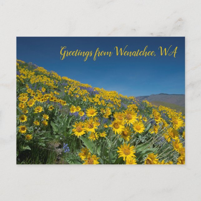 Carte Postale Balsamroot Bloom à Sage Hills Wenatchee, WA (Devant)