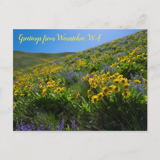 Carte Postale Balsamroot et Lupine à Sage Hills Wenatchee, WA (Devant)