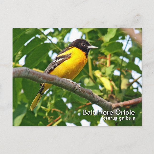 Carte postale Baltimore Oriole (Devant)