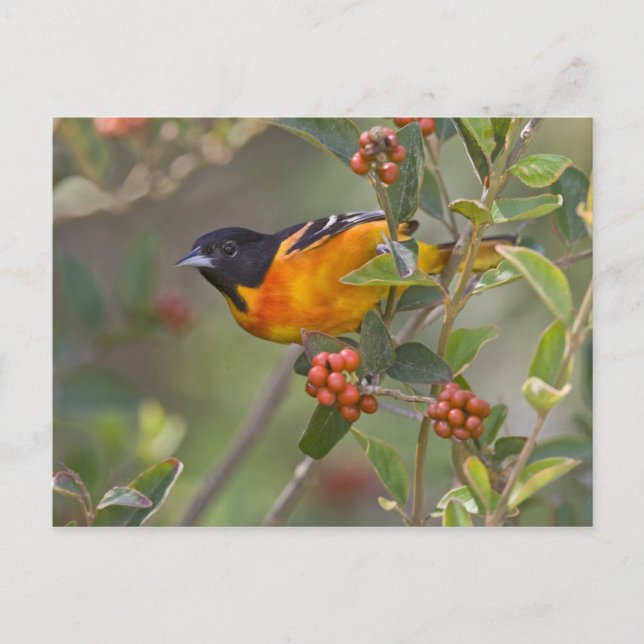 Carte Postale Baltimore Oriole (Devant)