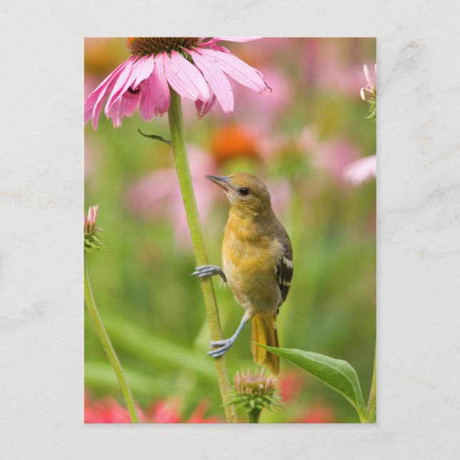 Carte Postale Baltimore Oriole (Devant)