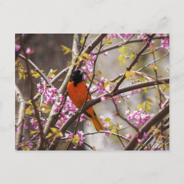 Carte Postale Baltimore Oriole (Devant)