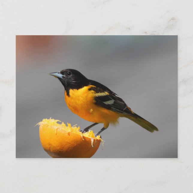 Carte postale Baltimore Oriole (Devant)