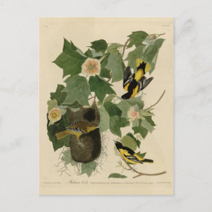 Carte Postale Baltimore Oriole - d'Audubon's Birds of America