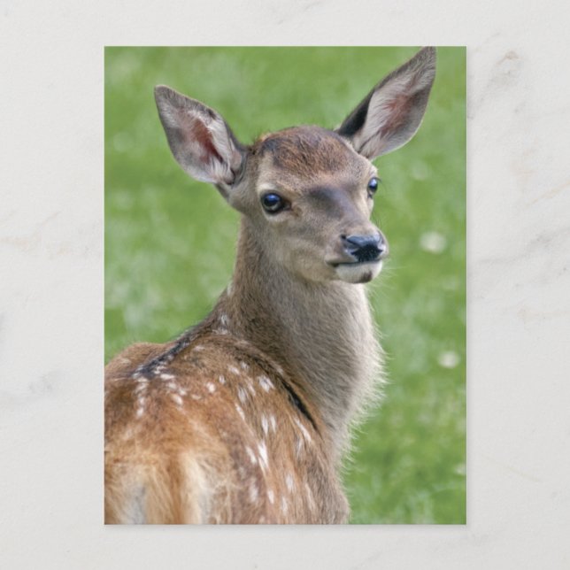 Carte postale Bambi (Devant)