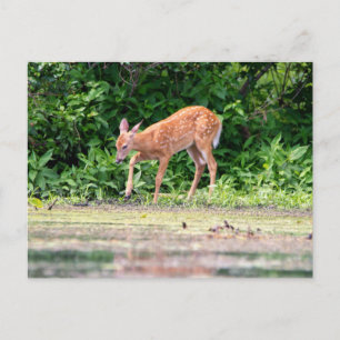 Carte Postale Bambi au bord de l'eau