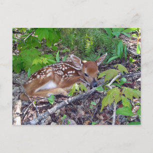 Carte Postale Bambi le bébé chevreuil