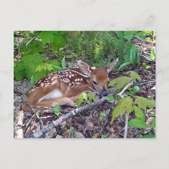 Carte Postale Bambi Le Bebe Chevreuil Zazzle Fr