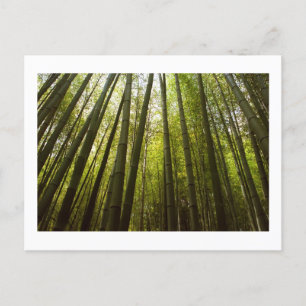 Carte Postale Bamboo Forest de Sagano, Kyoto Postcard
