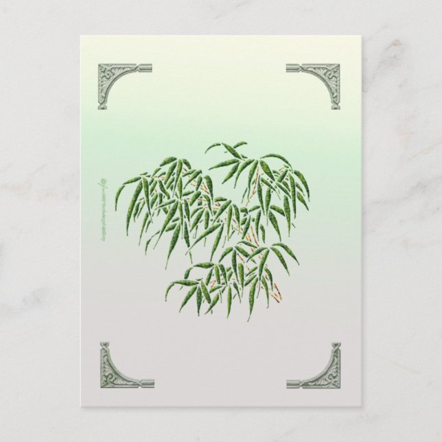Carte postale Bambou (Devant)