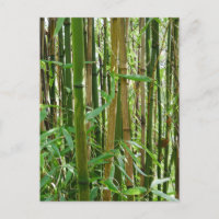 Carte postale Bambou