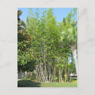 Carte Postale Bambou Lakeside