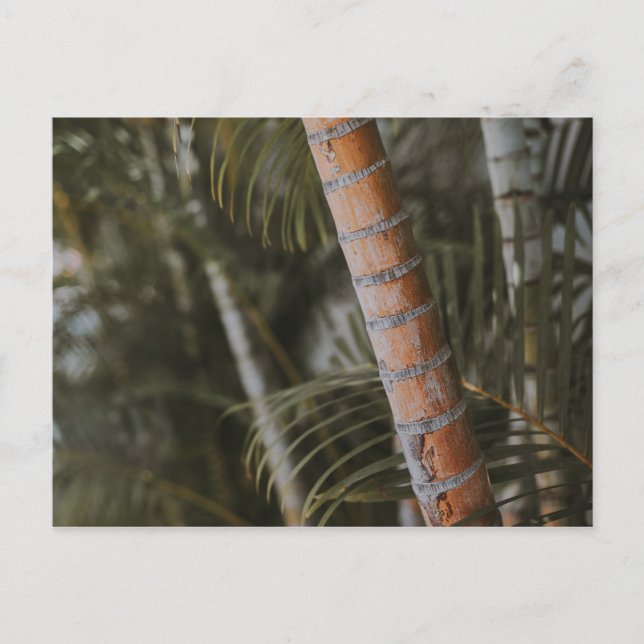 Carte Postale Bambou mexicain (Devant)