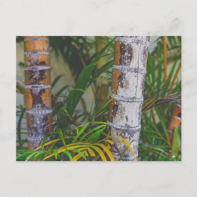 Carte Postale Bambou orange (Devant)