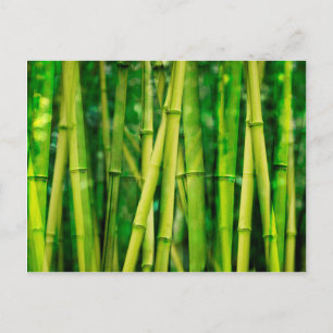 Carte Postale Bambou vert