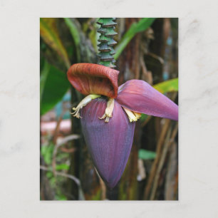 Carte postale Banana Blossom