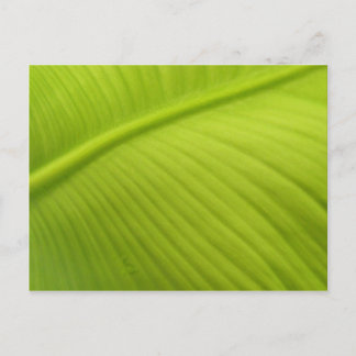 Carte Postale Banana Leaf