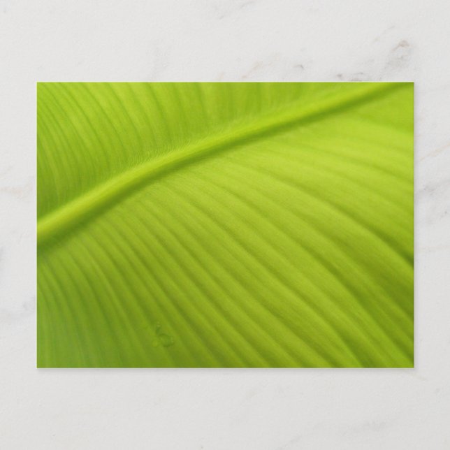 Carte Postale Banana Leaf (Devant)