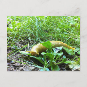 Carte Postale Banana Slug