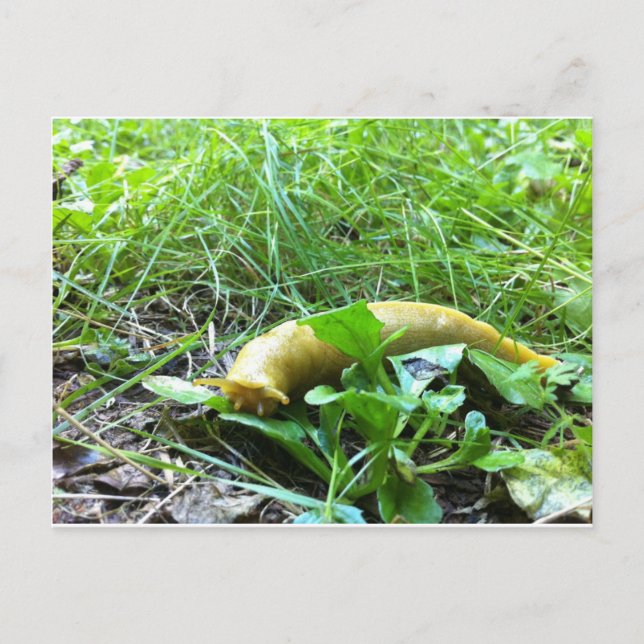 Carte Postale Banana Slug (Devant)