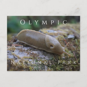 Carte Postale Banana Slug sur Mossy Log, Parc National Olympique