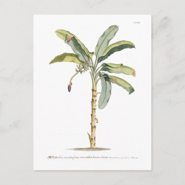 Carte Postale Banane (Devant)