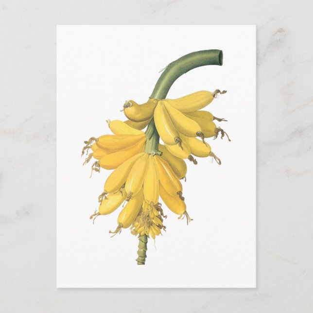 Carte Postale banane (Musa paradisiaca) de Redouté (Devant)