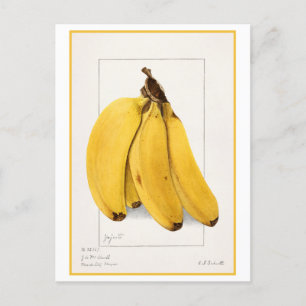 Carte Postale Banane Vintage aquarelle illustration botanique