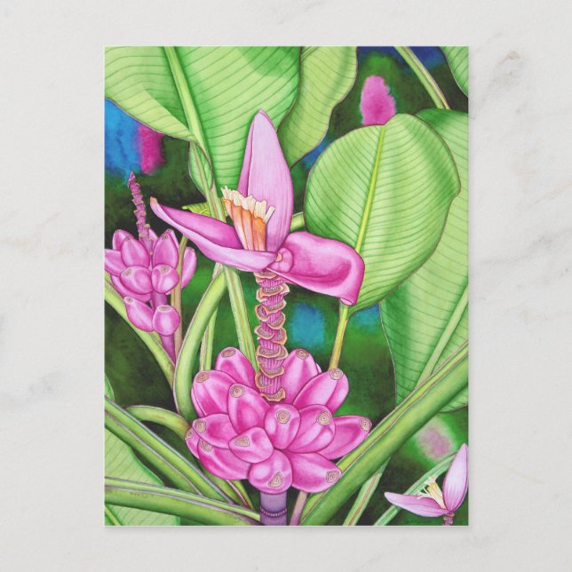 Carte Postale Bananes roses (Devant)