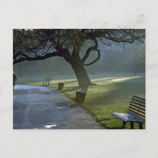 Carte Postale Banc, arbre, Regents Park, Londres, Angleterre (Devant)