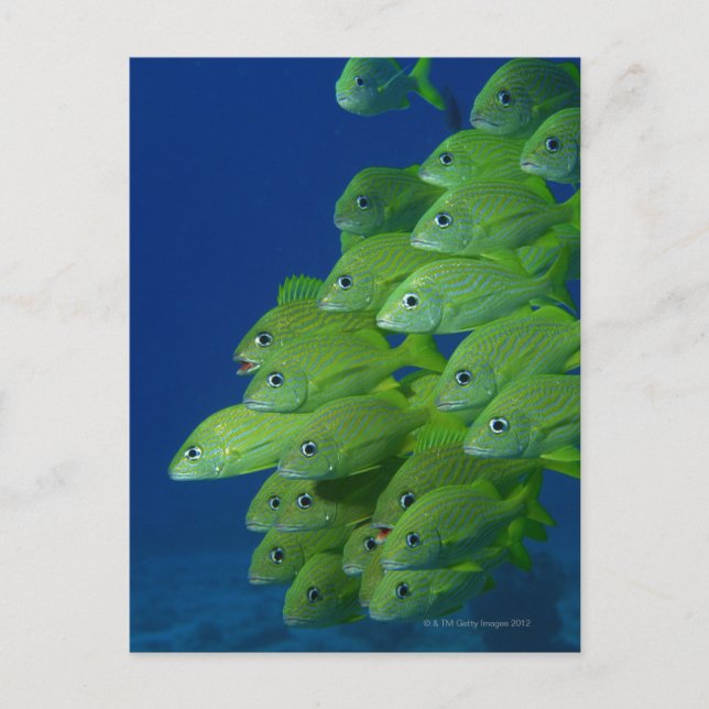 Carte Postale Banc de grogneur à bande bleue française et de gro (Devant)