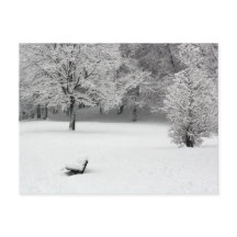 Banc de neige et arbres