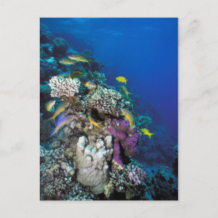 Carte Postale Banc de rougets autour d'un petit corail