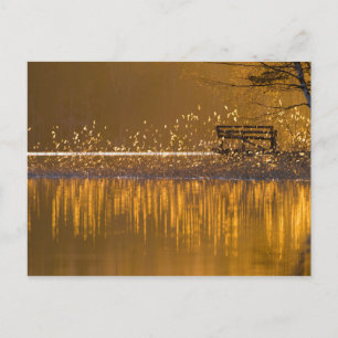 Carte Postale Banc solitaire au bord du lac à la lumière dorée