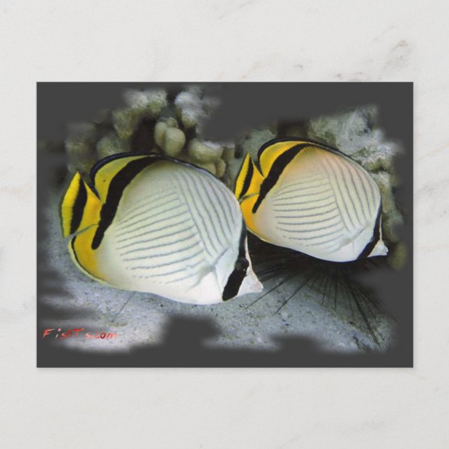 Carte Postale Banded Papillons Partenaires de vie (Devant)