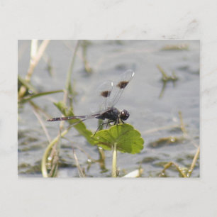 Carte postale Banded Pennant Dragonfly