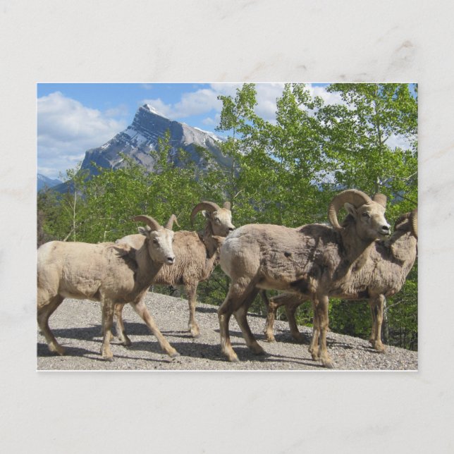 Carte Postale Banff (Devant)