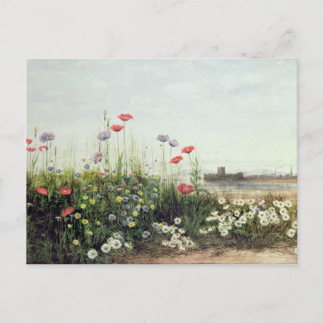 Carte Postale Bank of Summer Flowers (Devant)