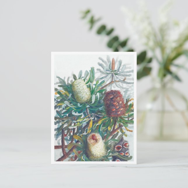 Carte Postale Banksia Flowers | Ellis Rowan 1782 (Debout devant)