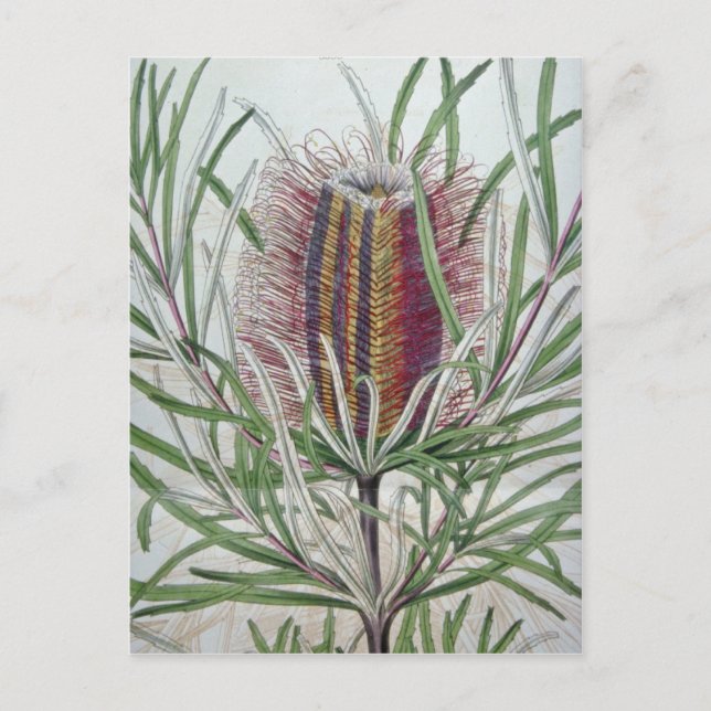 Carte Postale Banksia occidentalis rose (Devant)